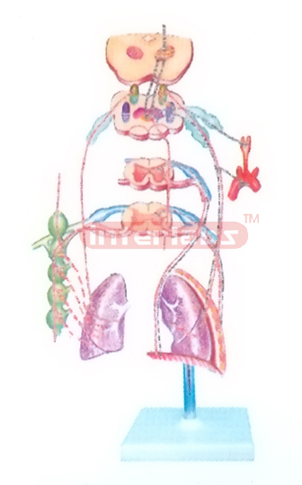 HUMAN SCHEME TO SHOW LNNERVATION MODELOFTHE BRONCHI AND LURGS AND CORTROL OF RESOLRATION